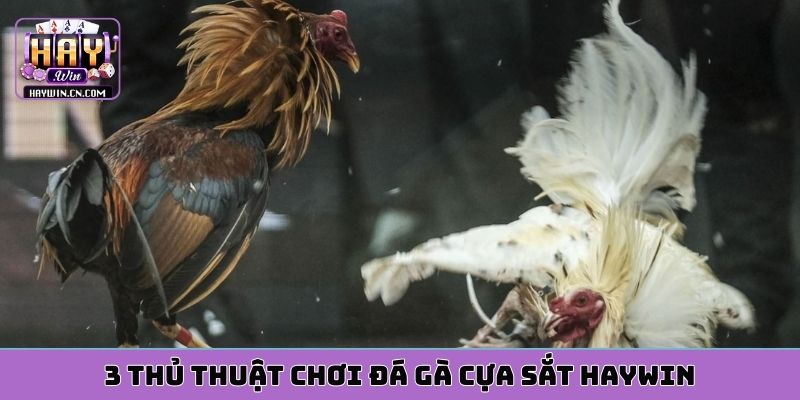 3 thủ thuật chơi đá gà cựa sắt HAYWIN