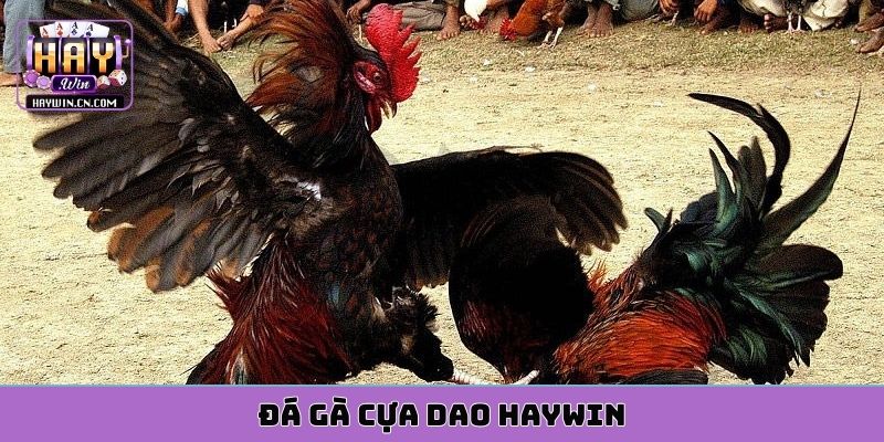 đá gà cựa dao HAYWIN