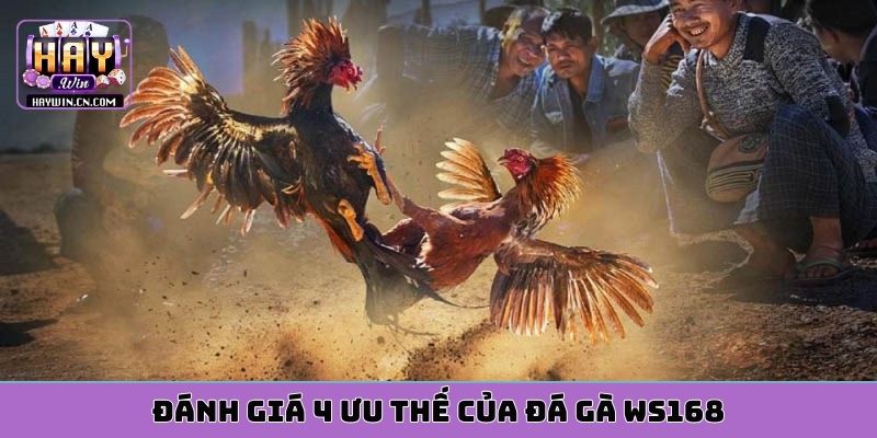 Đánh giá 4 ưu thế của đá gà WS168